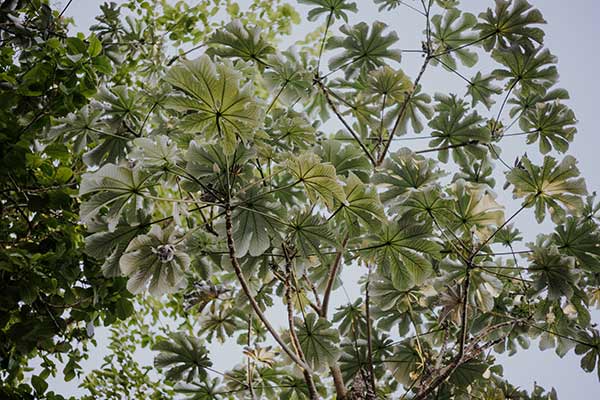 Cekropia tarczowata (Cecropia peltata)