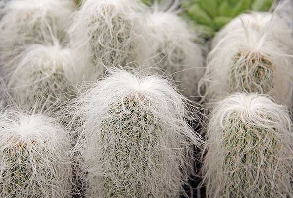 Głowa starca (Cephalocereus senilis)