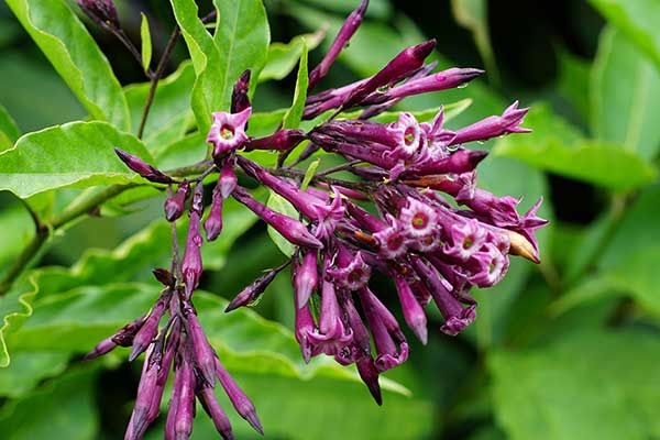 (Cestrum elegans)