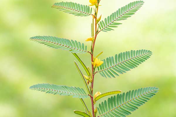 Chamaecrista © youli – stock.adobe.com Chamaecrista