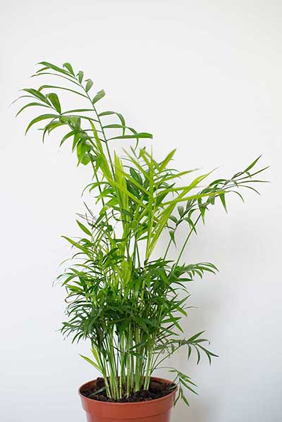 Chamedora wytworna (Chamaedorea elegans)