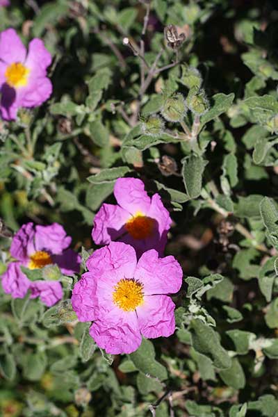(Cistus × incanus)