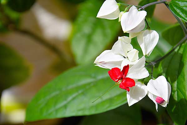 Klerodendrum © Vadim – stock.adobe.com Klerodendrum