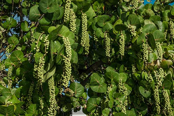 Kokkoloba gronowa (Coccoloba uvifera)