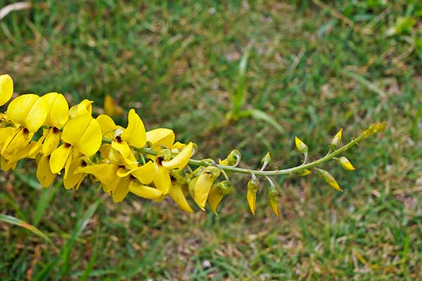 (Crotalaria spectabilis)