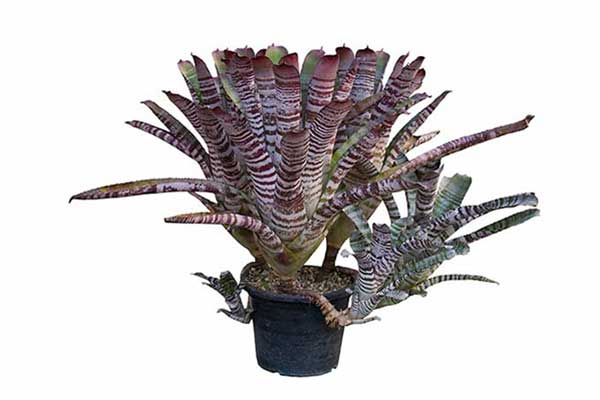 (Cryptanthus zonatus)