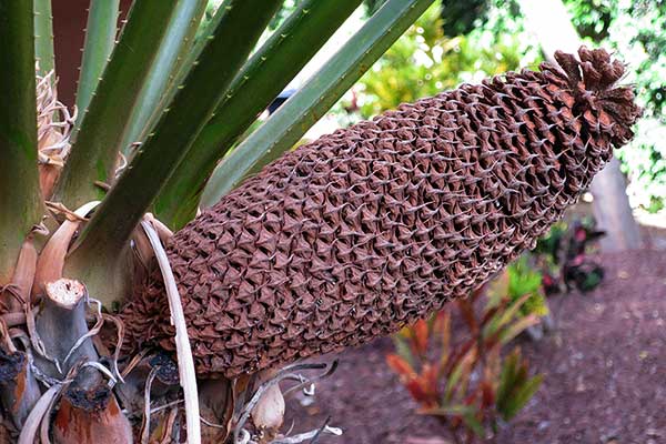 Sagowiec podwinięty, sagowiec indyjski (Cycas circinalis)