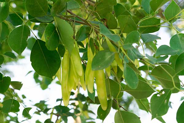 (Dalbergia sissoo)