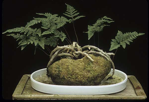 (Davallia bullata)
