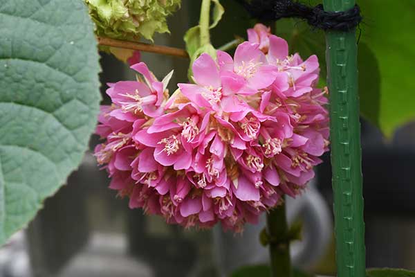 Dombeja Wallicha (Dombeya wallichii)