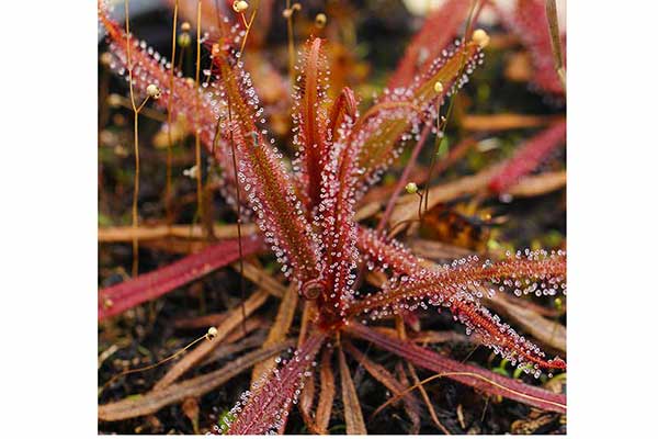 (Drosera adelae)