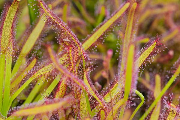 (Drosera capensis)