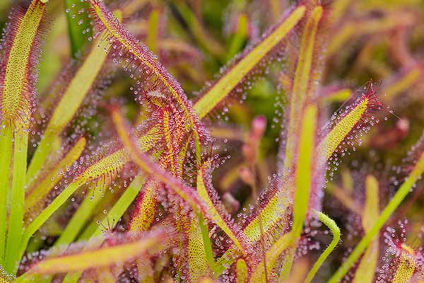  (Drosera capensis)