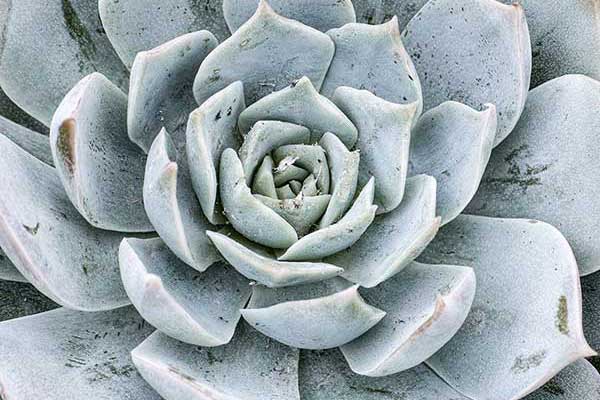 (Echeveria runyonii)