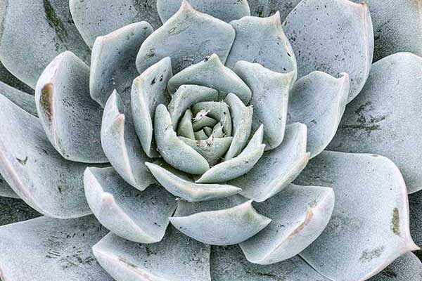  (Echeveria runyonii)