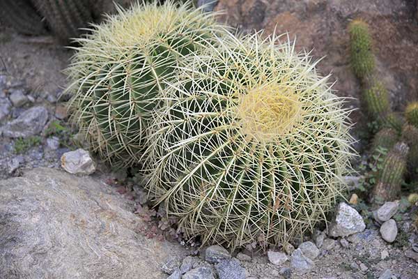 Echinokaktus Grusona (Echinocactus grusonii)