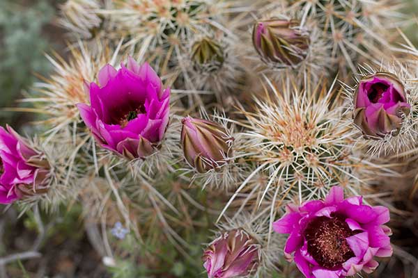 (Echinocereus engelmannii)