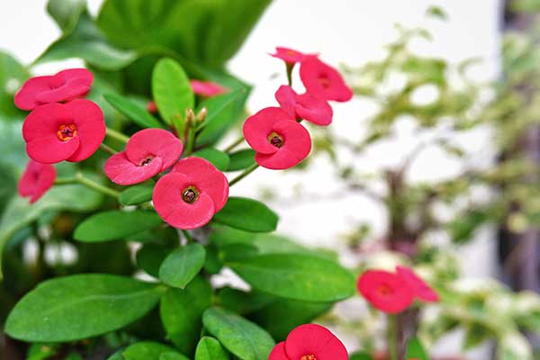 Wilczomlecz lśniący, wilczomlecz okazały (Euphorbia milii)