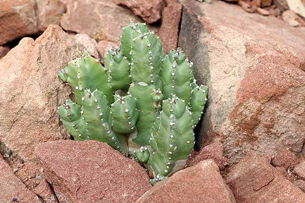 Wilczomlecz żywiconośny (Euphorbia resinifera)