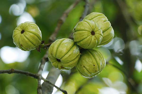 (Garcinia gummi-gutta)