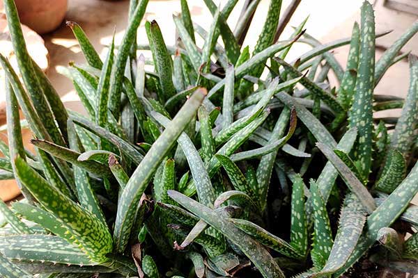  (Gasteria pulchra)