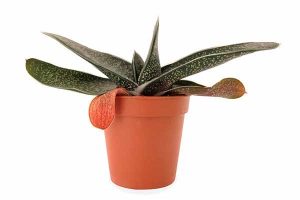 Gasteria brodawkowata (Gasteria verrucosa)