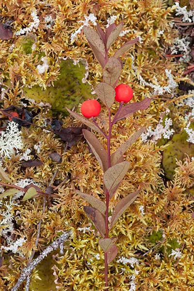 (Geocaulon lividum)