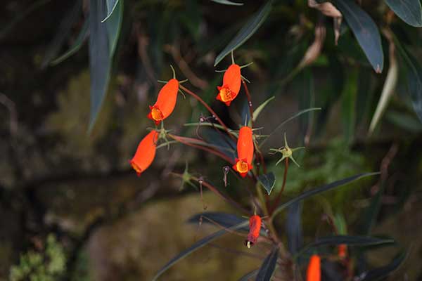 (Gloxinia sylvatica)