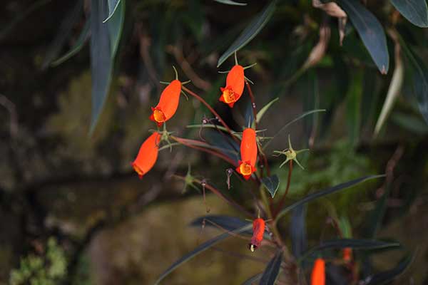  (Gloxinia sylvatica)