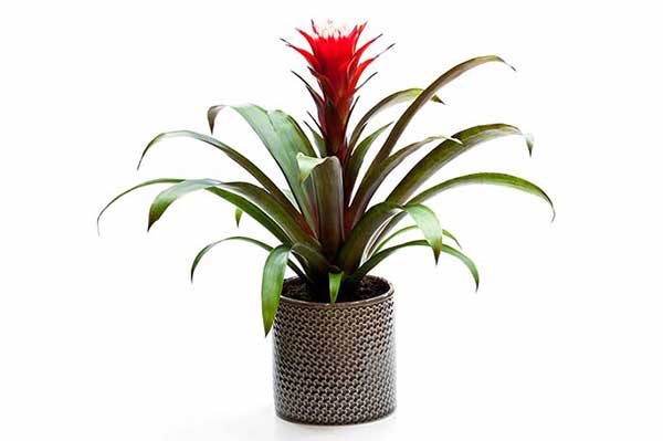 Guzmania jednokłosowa (Guzmania monostachia)
