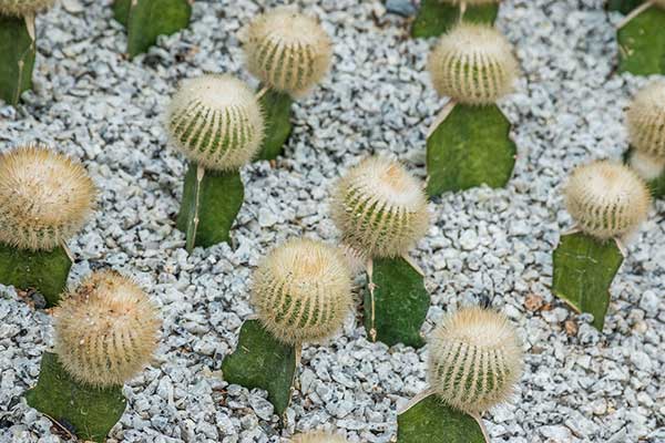 (Gymnocalycium mihanovichii)