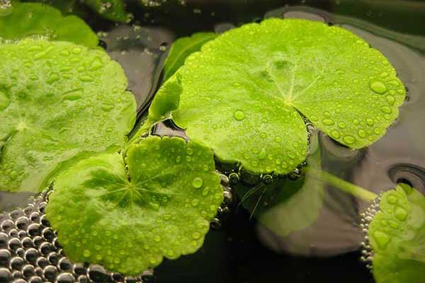 Wąkrotka białogłowa (Hydrocotyle leucocephala)