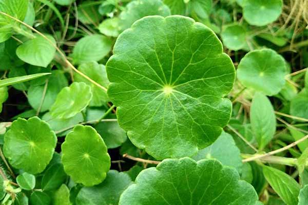 Wąkrotka okółkowa (Hydrocotyle verticillata)