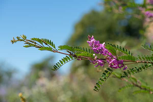 (Indigofera himalayensis)
