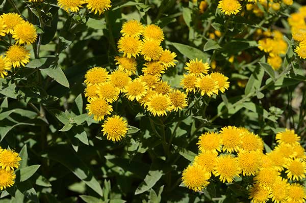 Oman niemiecki (Inula germanica)