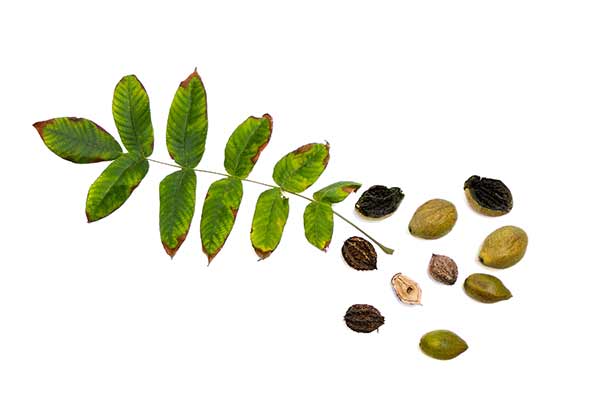 Orzech szary (Juglans cinerea)