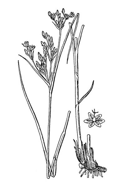 Sit ścieśniony (Juncus compressus)