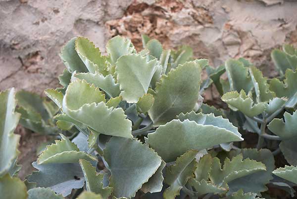 (Kalanchoe beharensis)