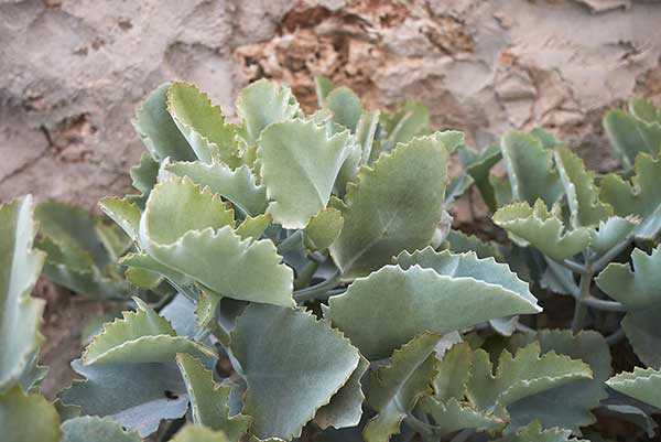  (Kalanchoe beharensis)