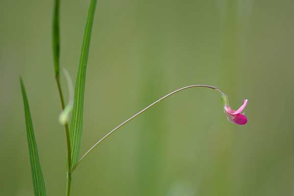 Groszek liściakowaty (Lathyrus nissolia)