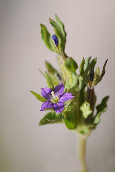 Zwrotnica drobna (Legousia hybrida)