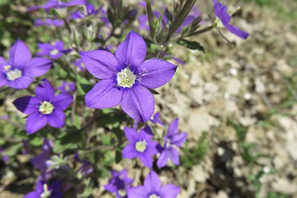 Zwrotnica zwierciadło Wenery (Legousia speculum-veneris)
