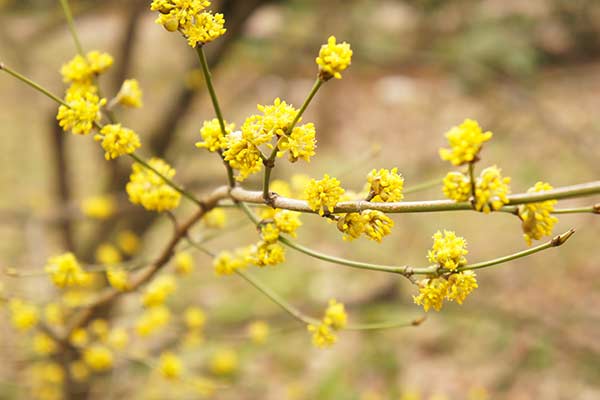 Lindera © skymoon13 – stock.adobe.com Lindera