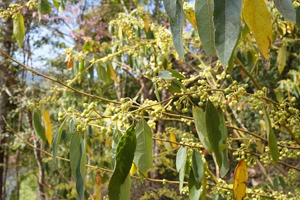  (Litsea cubeba)