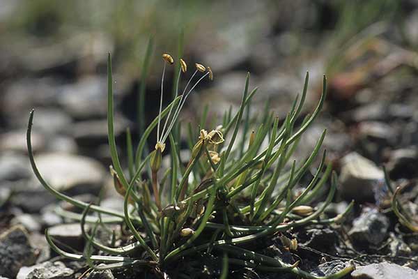 Brzeżyca jednokwiatowa (Littorella uniflora)