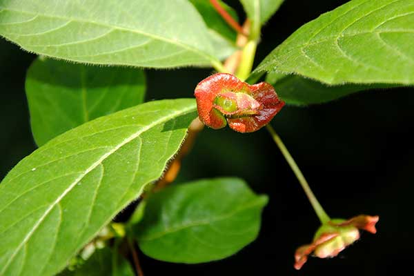 Wiciokrzew skrytoowocowy (Lonicera involucrata)