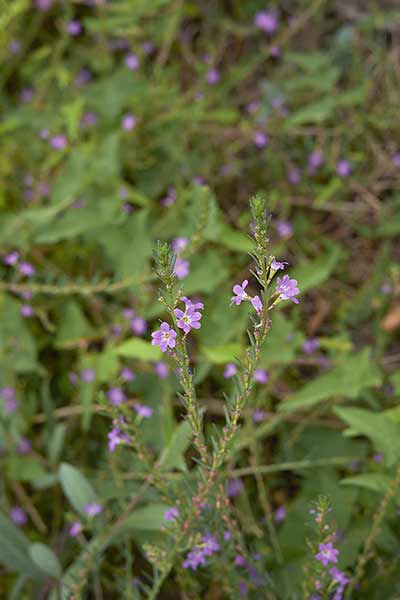 Krwawnica sitowata (Lythrum junceum)