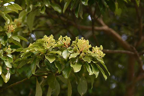 (Machilus thunbergii)