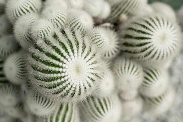 Wymion, mamilaria © nooumaporn – stock.adobe.com Wymion, mamilaria