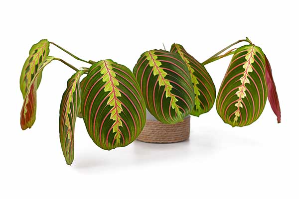 Maranta białożyłkowa, maranta biało unerwiona (Maranta leuconeura)